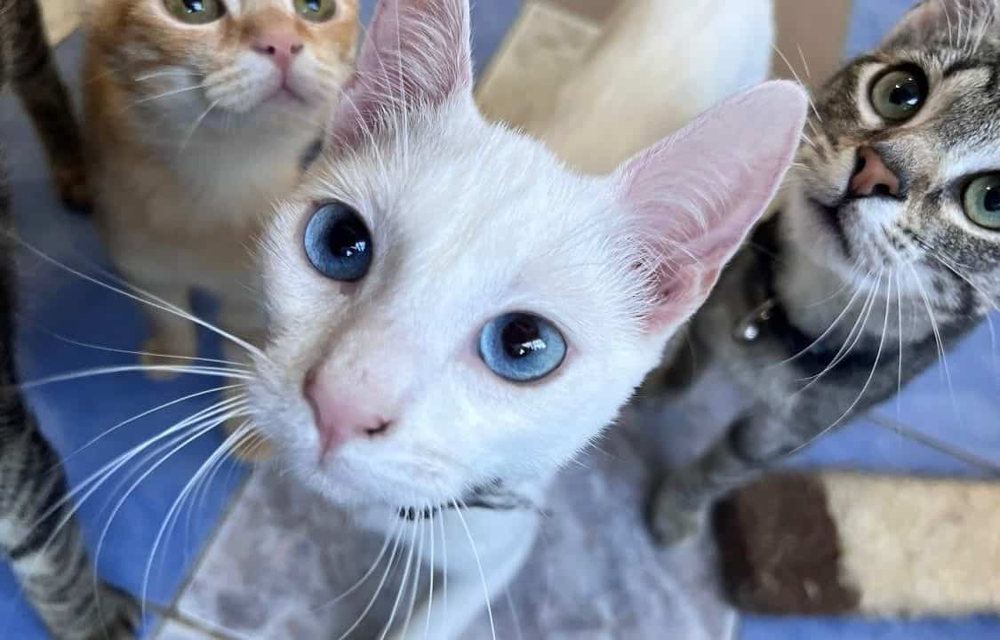 o asociație din sibiu caută voluntari - zeci de pisici abandonate au nevoie de îngrijire și atenție
