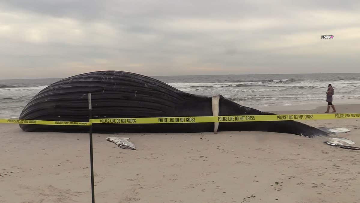 video o balenă uriașă, de 10 metri, a eșuat pe o plajă de lângă new york