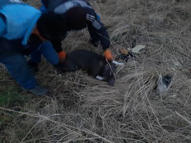 foto video operațiune de salvare a unui pitbull periculos abandonat lângă sibiu - „jandarmii au stat cu noi mai bine de patru ore”