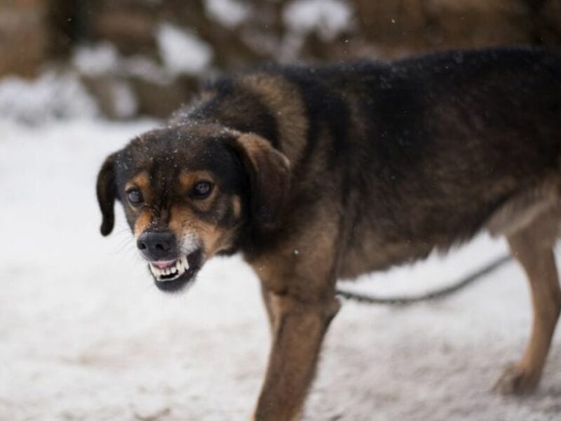 doi dresori sibieni explică pașii care ne pot apăra de câinii agresivi