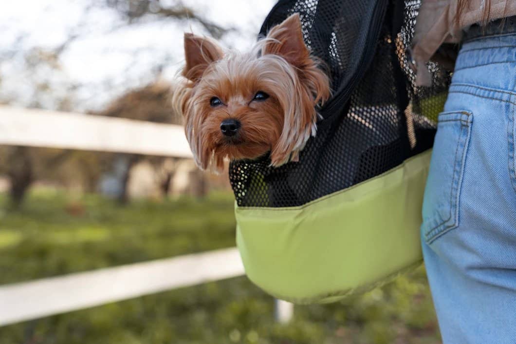 sibiul devine prietenos cu animalele de companie - zeci de restaurante permit accesul cu acestea