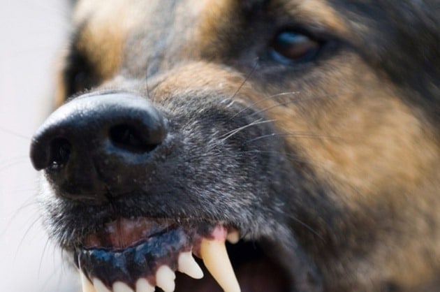femeie din vâlcea mușcată de propii câini - a murit la spital
