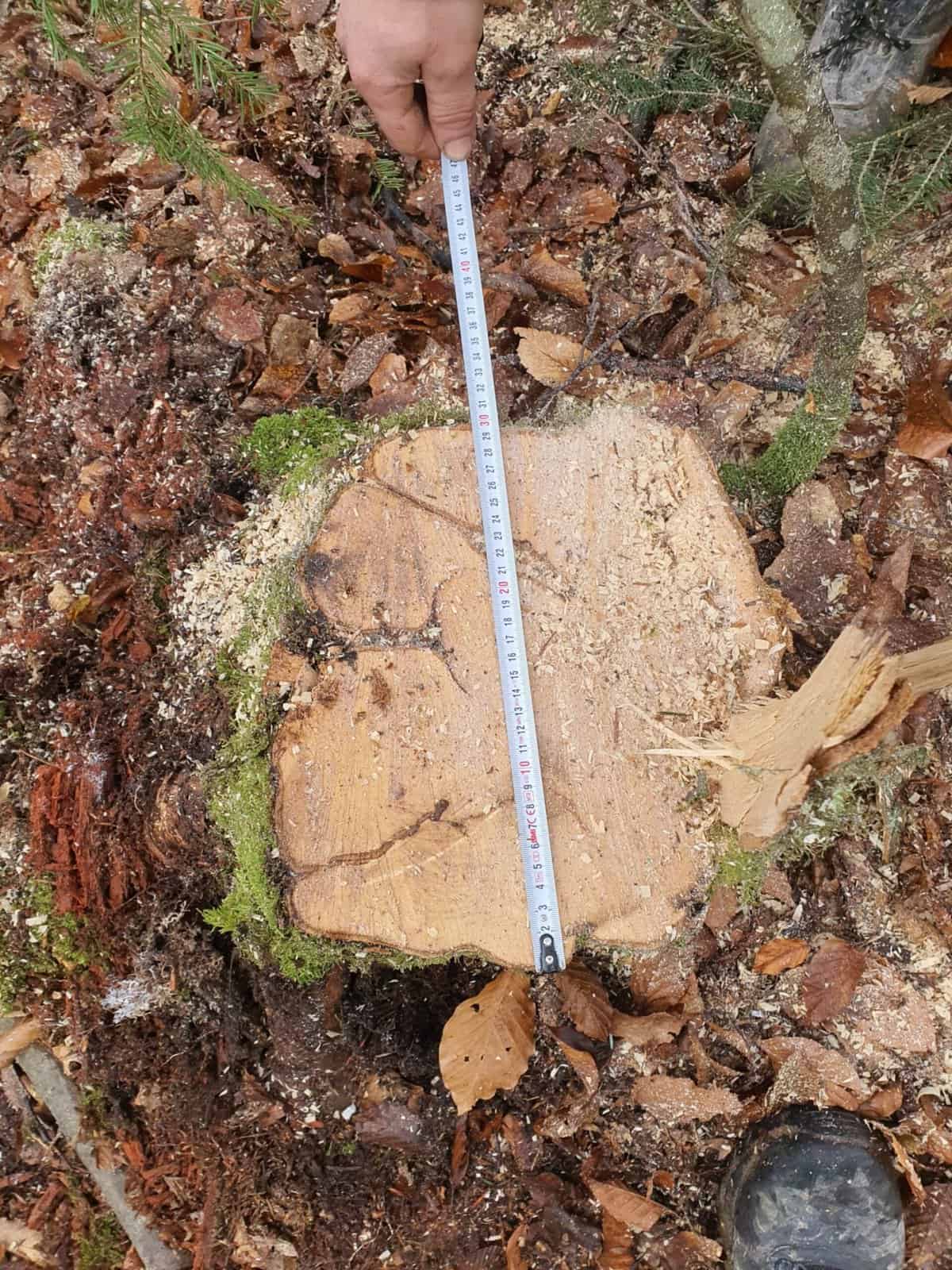 lemne tăiate ilegal în pădurea din scoreiu - bărbat amendat cu 5.000 de lei