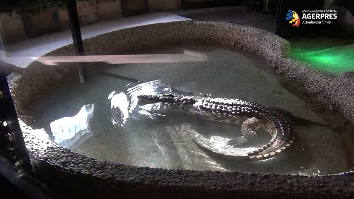 video cel mai mare crocodil dintr-o grădină zoologică este la sibiu - cântărește aproape 300 de kilograme