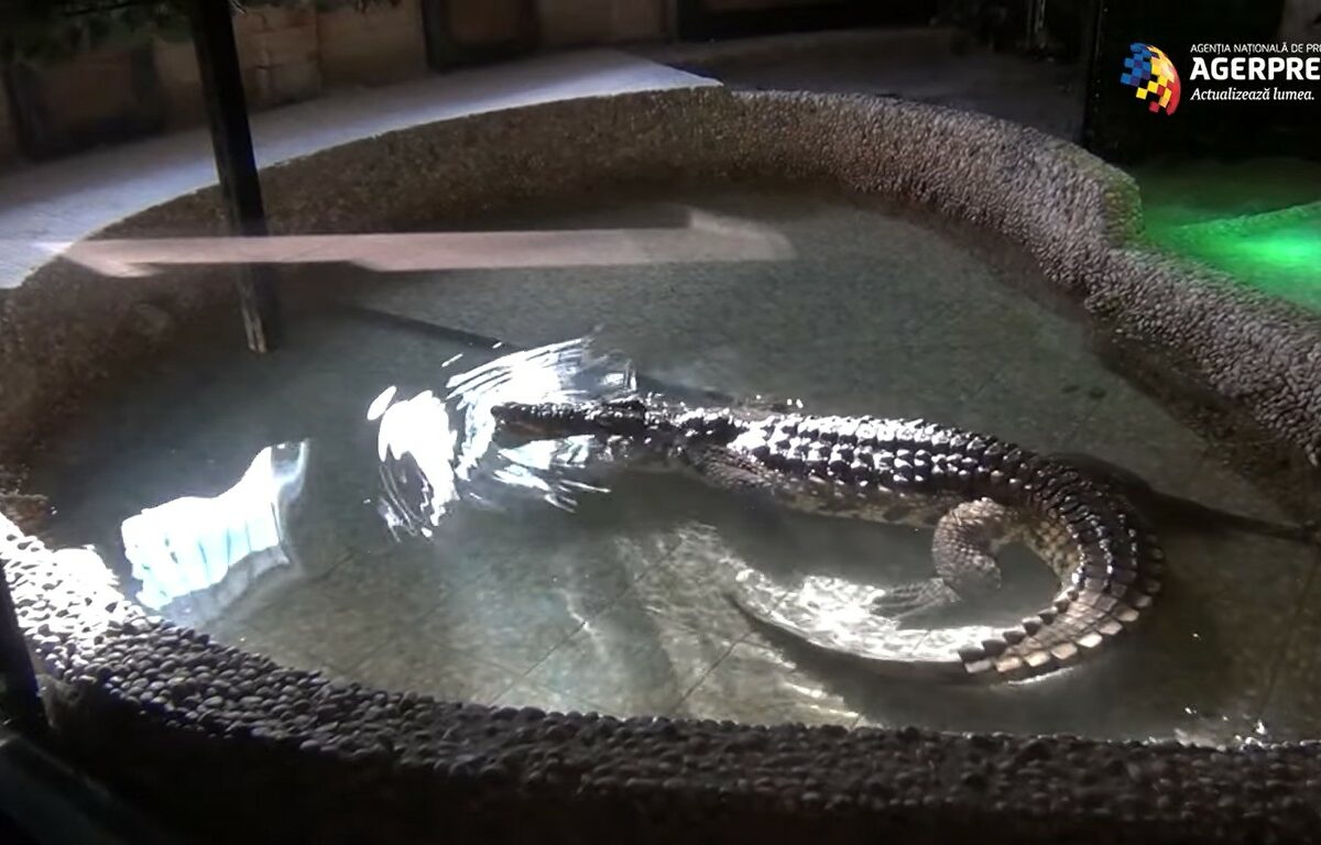 VIDEO Cel mai mare crocodil dintr-o grădină zoologică este la Sibiu - Cântărește aproape 300 de kilograme