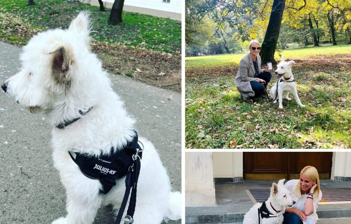 Povestea emoționantă a cățelușei Daisy - „Fusese găsită la tomberoane, în Broscărie”