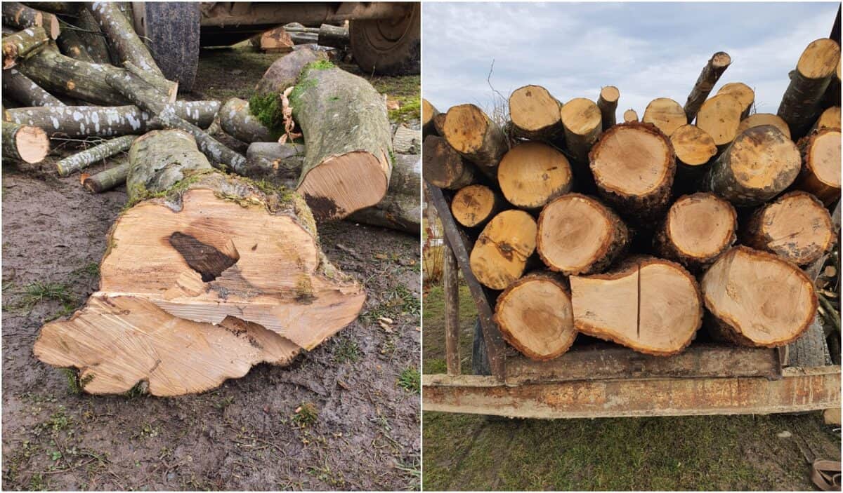 lemne tăiate ilegal în pădurea din scoreiu - bărbat amendat cu 5.000 de lei