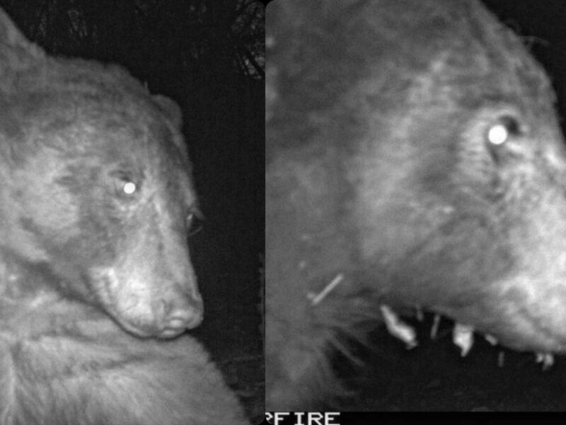 foto urs din colorado în pas cu trend-ul: și-a făcut 400 de ”selfie-uri” cu o cameră de supraveghere