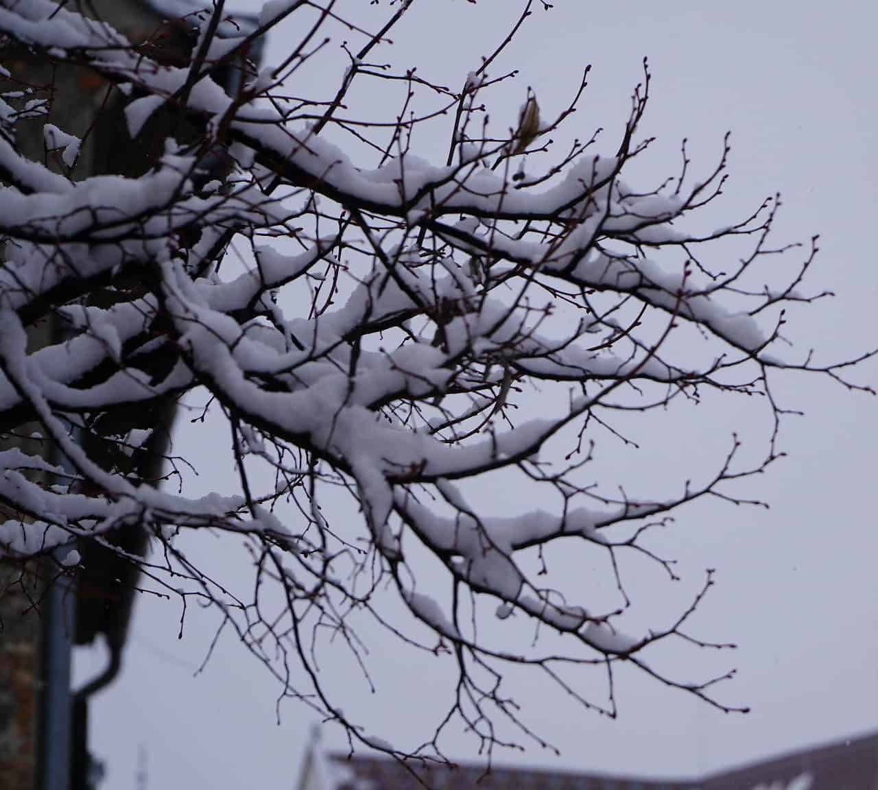 foto ninge ca în povești la sibiu - se circulă în condiții de iarnă în tot orașul