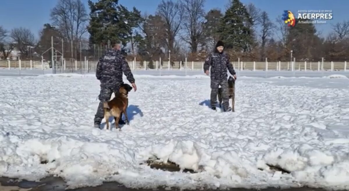 video centrul chinologic de la sibiu, singurul loc din românia în care câinii sunt pregătiți să salveze oameni în caz de cutremur