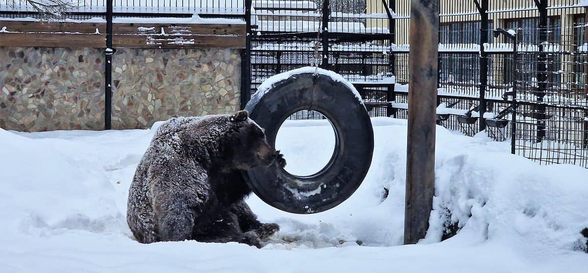 video baloo, în centrul atenției la grădina zoologică din sibiu - ursul se bucură din belșug de zăpadă