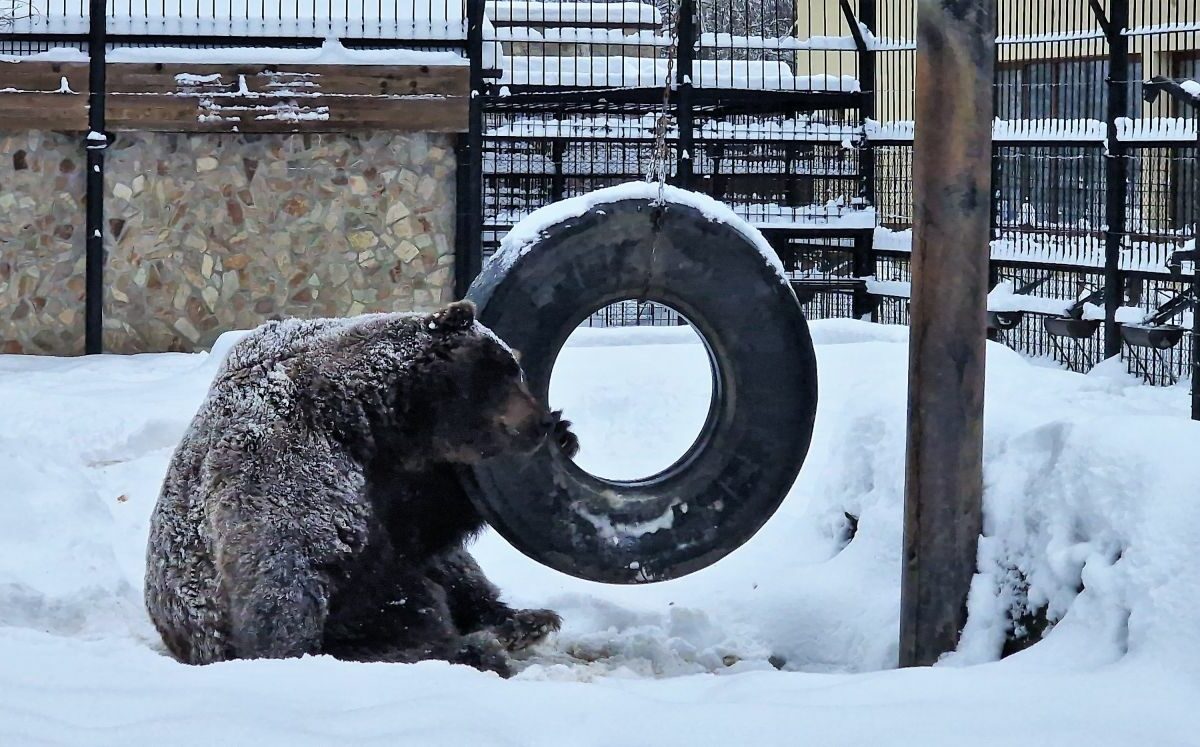video baloo, în centrul atenției la grădina zoologică din sibiu - ursul se bucură din belșug de zăpadă