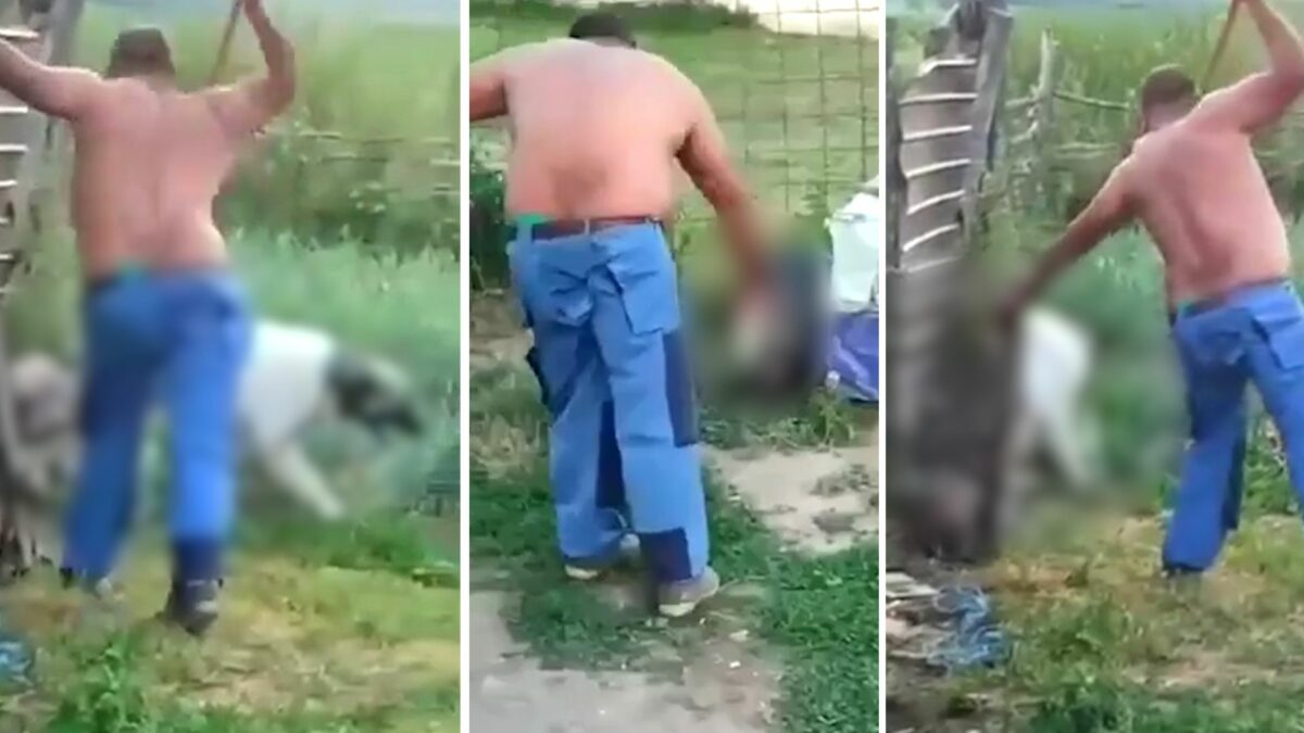 video scene barbare la țichindeal - un bărbat își bate câinii cu furca - animalele înlănțuite urlă de durere