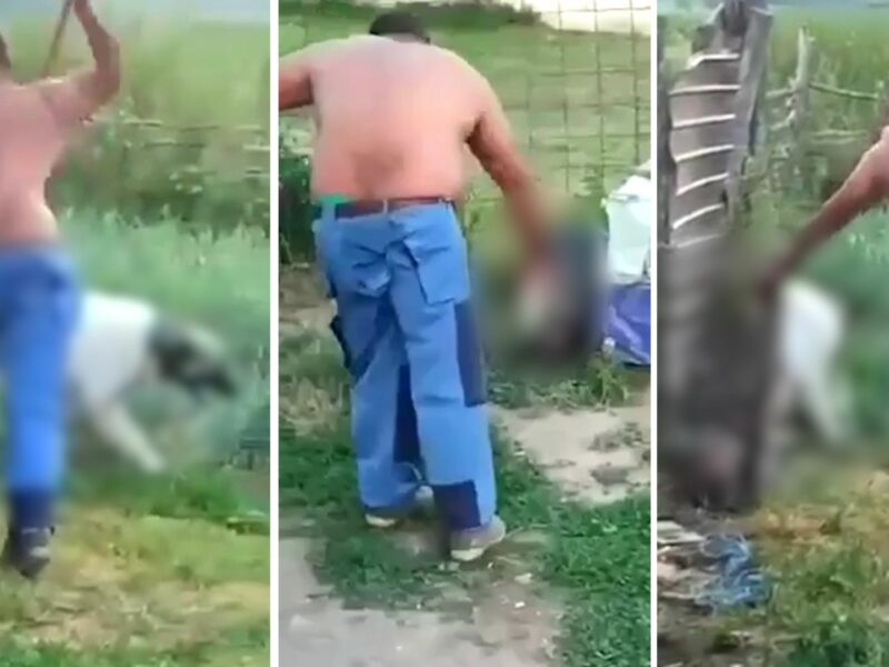 video scene barbare la țichindeal - un bărbat își bate câinii cu furca - animalele înlănțuite urlă de durere