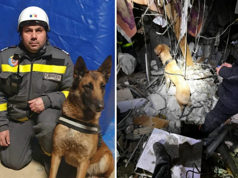 câini antrenați la sibiu, eroi în turcia – thor și speedy au salvat zeci de oameni prinși sub dărâmături