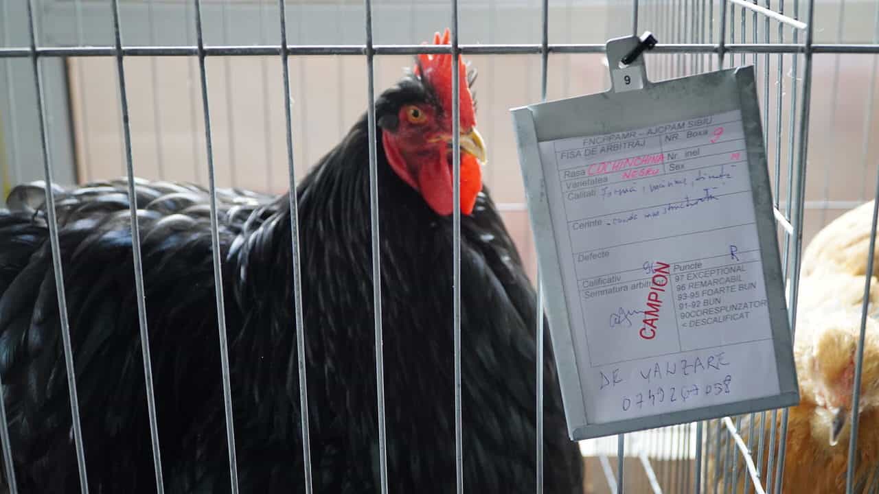 foto video sute de sibieni la expoziția de animale de pe strada rahovei - vedeta ediției: găina care face ouă verzi fără colesterol