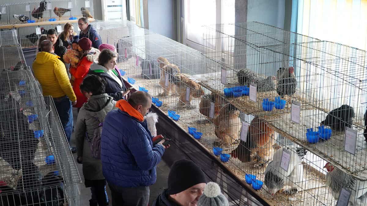 foto video sute de sibieni la expoziția de animale de pe strada rahovei - vedeta ediției: găina care face ouă verzi fără colesterol