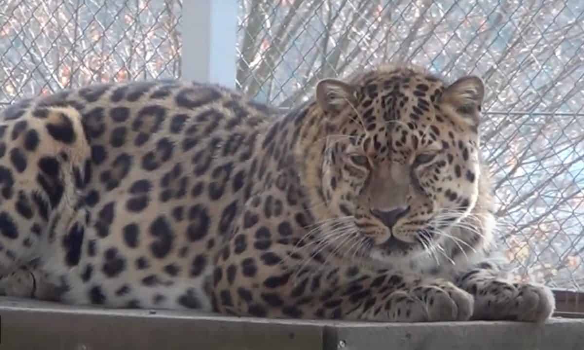 leopardul de amur, cea mai rară felină mare din lume, poate fi văzut la zoo sibiu