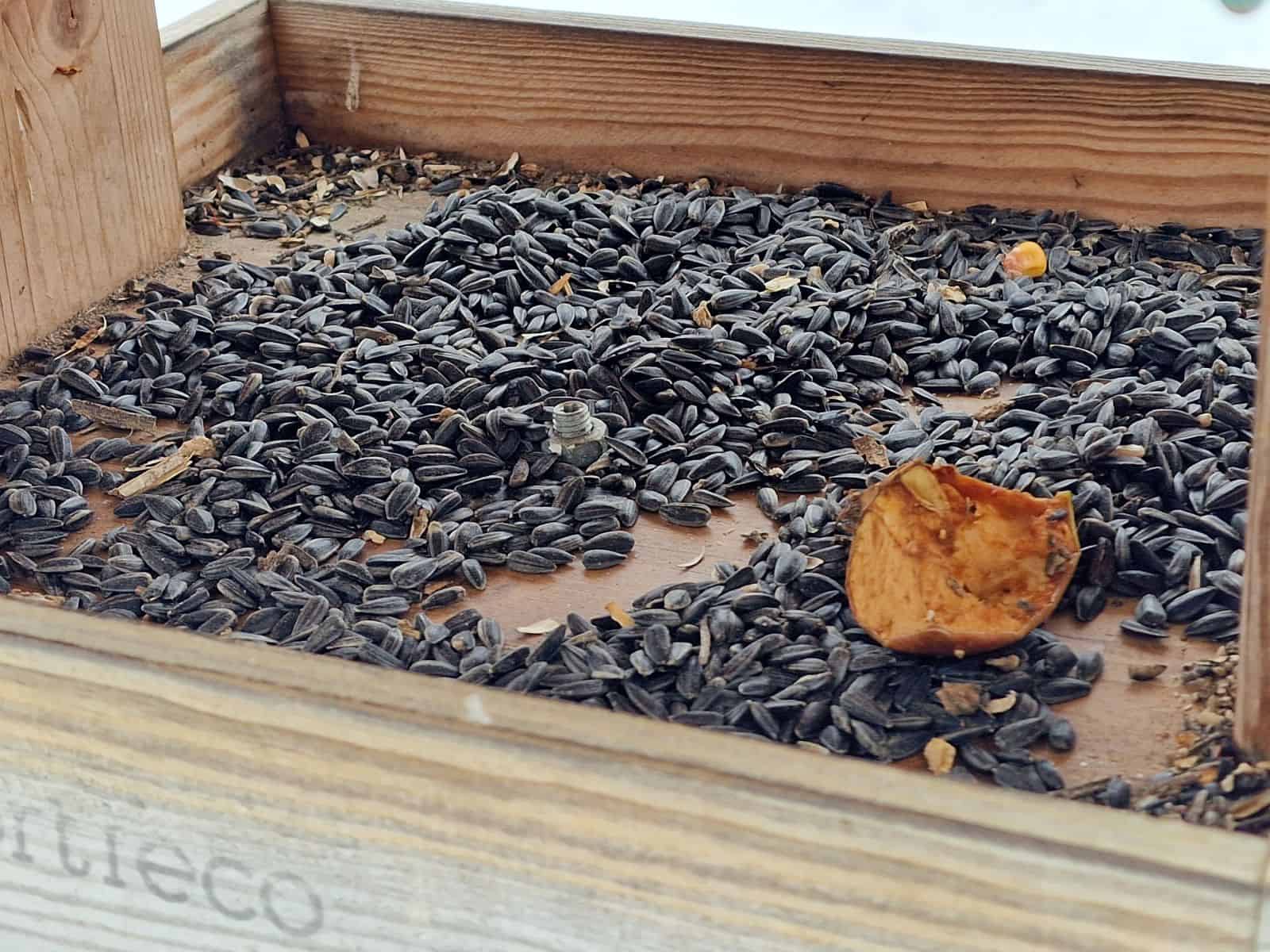 muzeele din sibiu oferă o alternativă sănătoasă pentru hrana păsărilor - specialist: "pâinea nu este un aliment indicat"