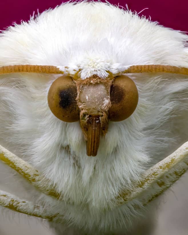 fotografie dusă la alt nivel - portrete macro ale insectelor surprinse în habitatul lor natural
