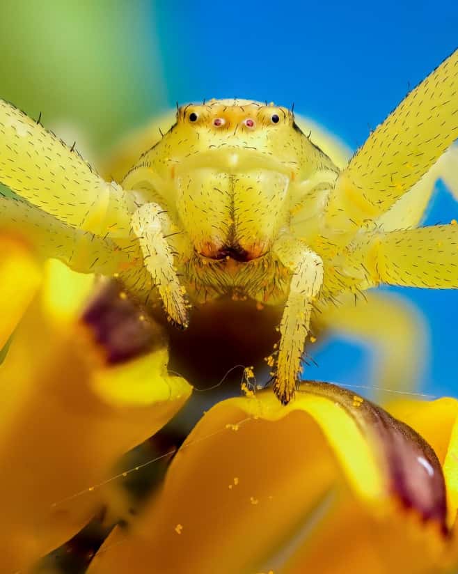 fotografie dusă la alt nivel - portrete macro ale insectelor surprinse în habitatul lor natural