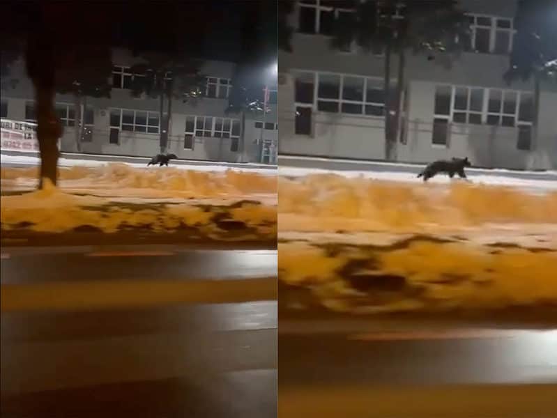 update: autoritățile din sibiu se joacă de-a „baba-oarba” cu ursul - animalul e de negăsit și nimeni nu dă detalii