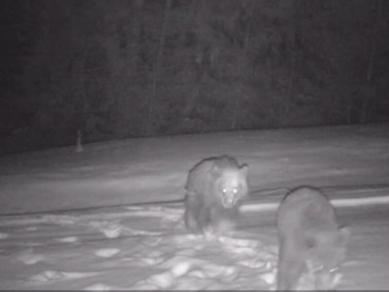 video imagini inedite cu o ursoaică cu patru pui - au descoperit o cameră de monitorizare
