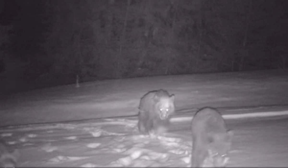 video imagini inedite cu o ursoaică cu patru pui - au descoperit o cameră de monitorizare