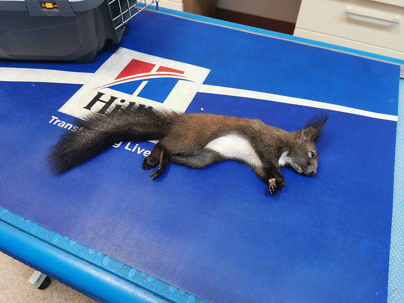 veverița salvată miraculos la mediaș - era aproape moartă de frig când salvatorul a dus-o la veterinar - „omenește am făcut totul”