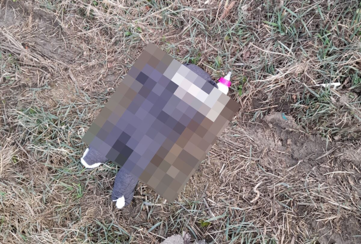 video: bebeluș abandonat pe un câmp de lângă șeica mare - primar: „l-am găsit la timp, e în viață”