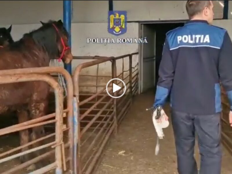 zeci de cai salvați dintr-un abator din brașov - cabalinele urmau să fie sacrificate ilegal