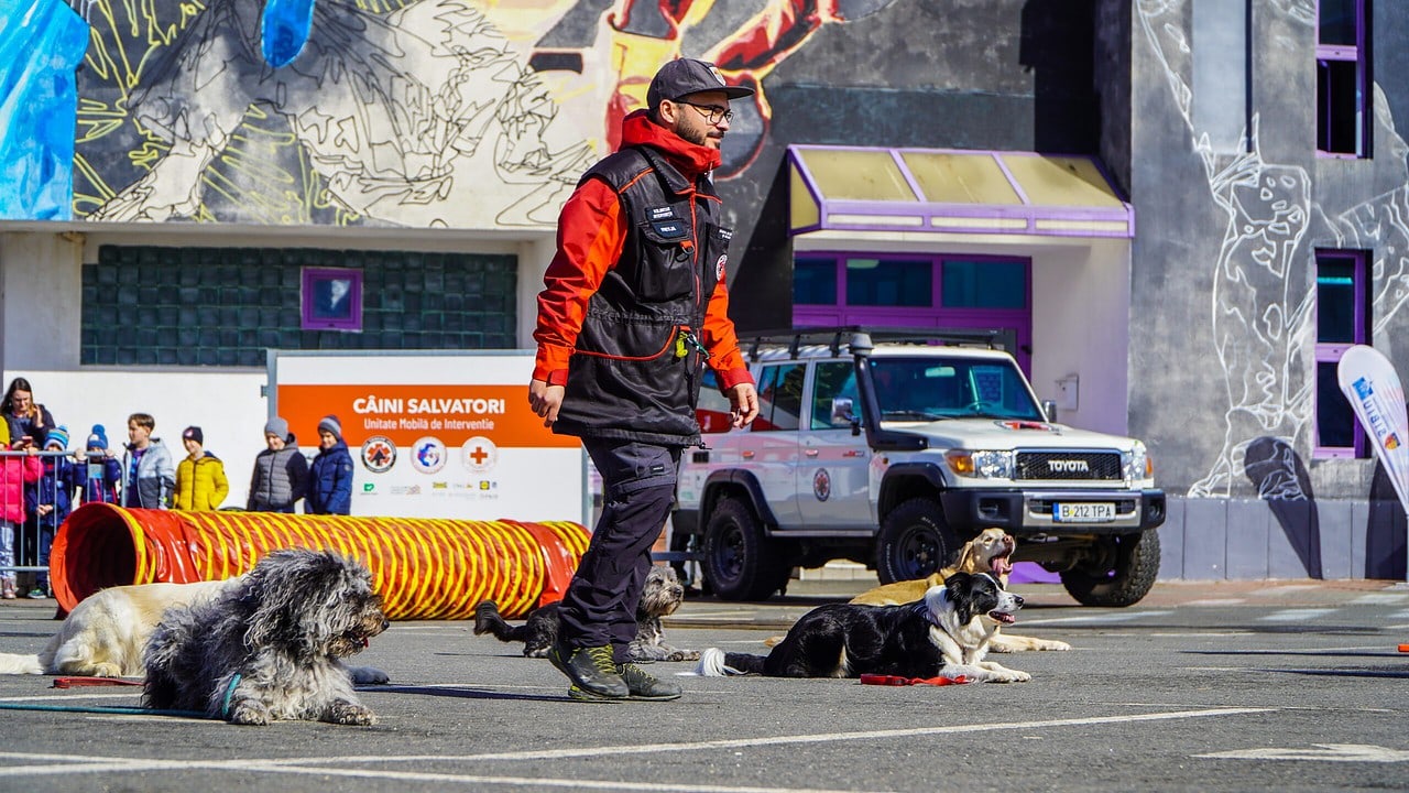 foto video - sibienii învățați cum să se comporte în caz de dezastre – demonstrații ”live” cu câini care îți pot salva viața