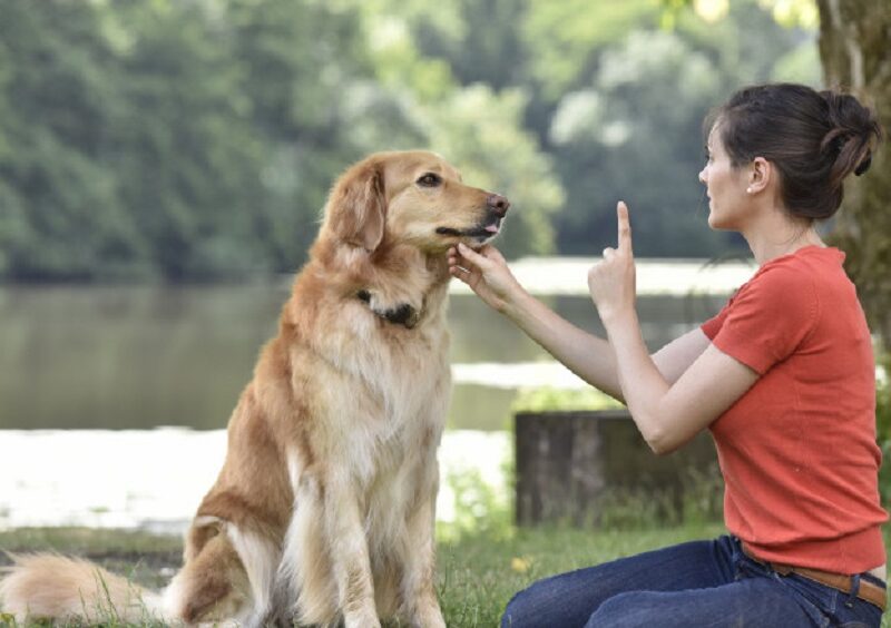 ofertă de neratat pentru sibienii care adoptă un câine - “adulmecătorii” îi dresează gratuit
