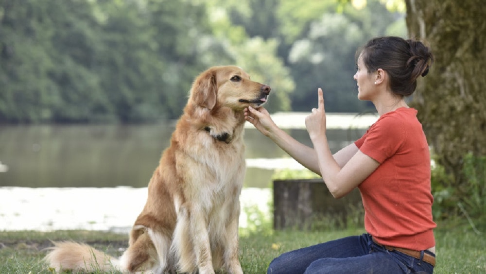 ofertă de neratat pentru sibienii care adoptă un câine - “adulmecătorii” îi dresează gratuit