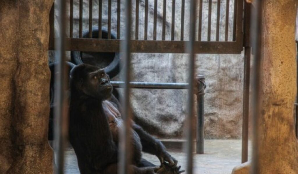 foto povestea ultimei gorile din thailanda - este ținută închisă într-o cușcă