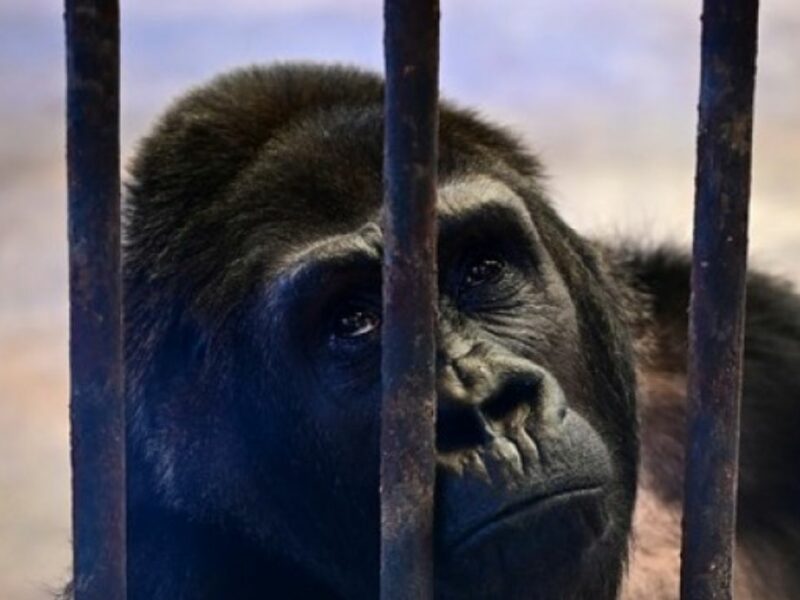 foto povestea ultimei gorile din thailanda - este ținută închisă într-o cușcă