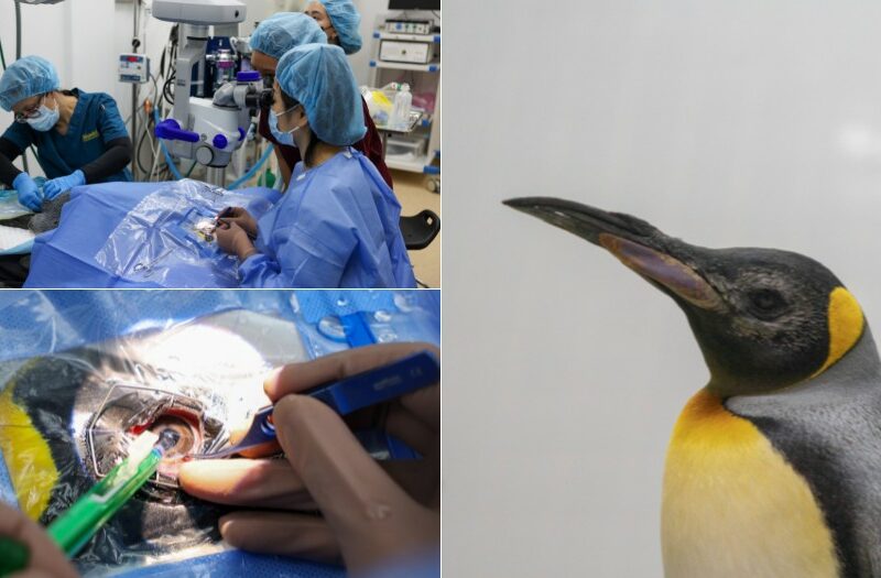 premieră mondială - șase pinguini din singapore operați de cataractă și au primit lentile personalizate