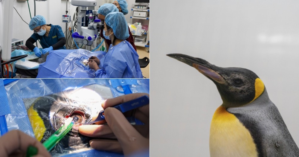 premieră mondială - șase pinguini din singapore operați de cataractă și au primit lentile personalizate