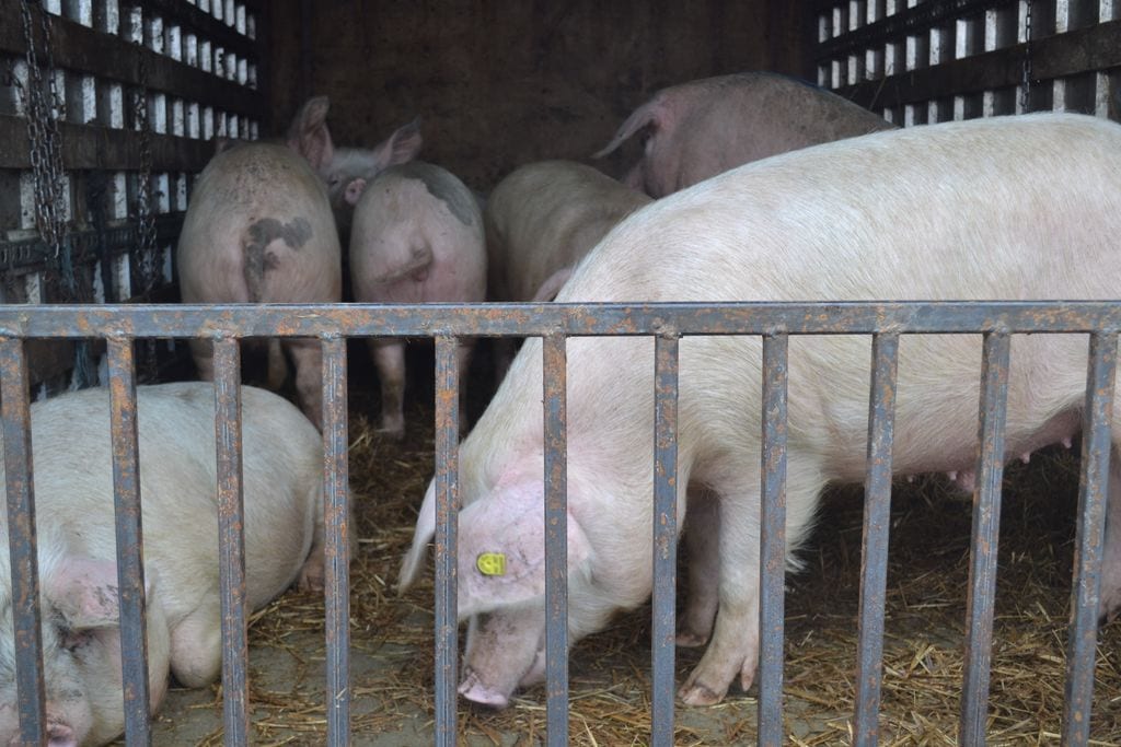 proiect pentru combatere a pestei porcine - se confiscă mașina celor care transportă animale ilegal