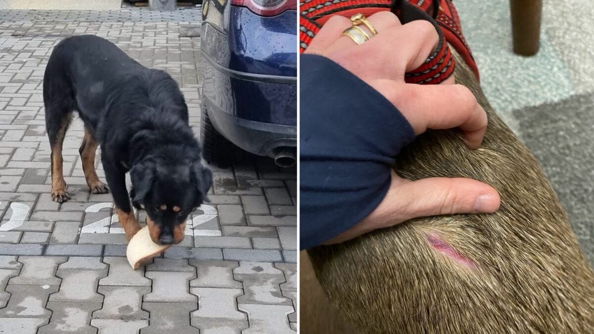 un rottweiler stârnește teroare în cartierul kastani - locatarii sunt îngroziți: “mi-a mușcat cățelul. a sărit și la o fetiță”