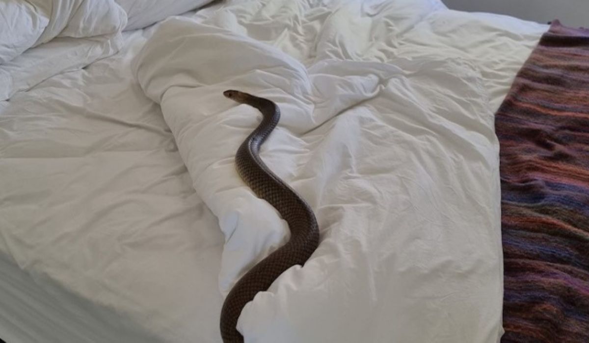 șarpe de doi metri găsit într-un pat - femeia l-a postat pe facebook