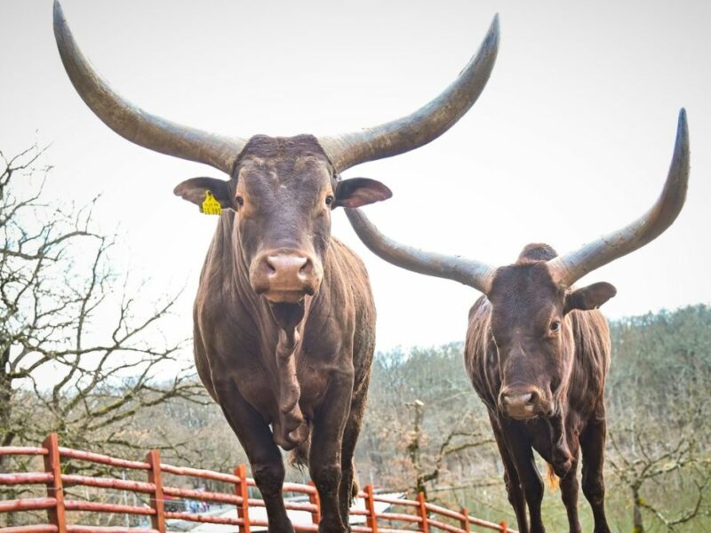 animale noi la grădina zoologică sibiu - o vacă watusi și o bufniță au venit din ungaria