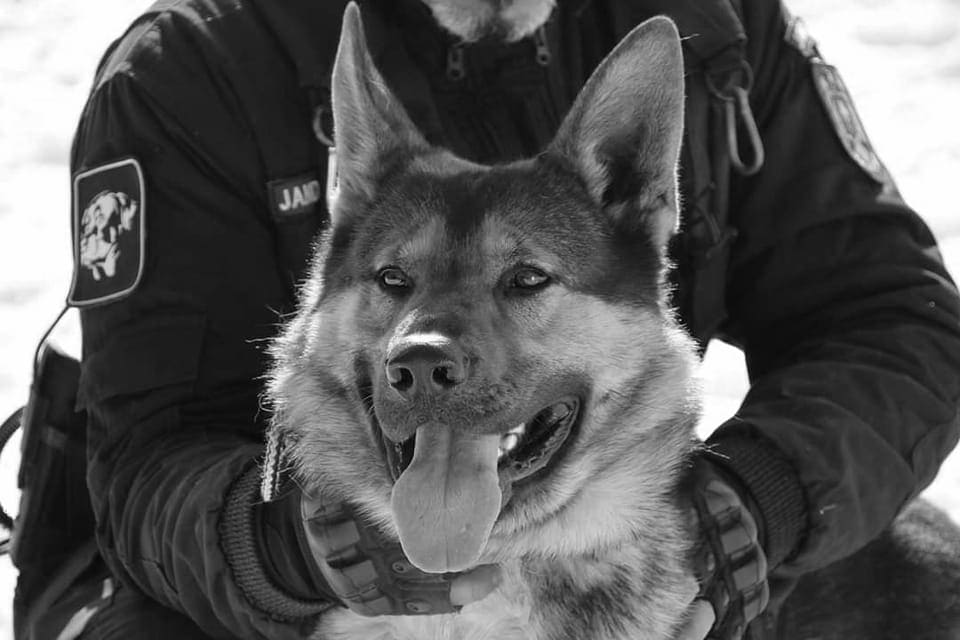 a murit câinele-jandarm samir - frumosul ciobănesc german a fost ”școlit” la sibiu