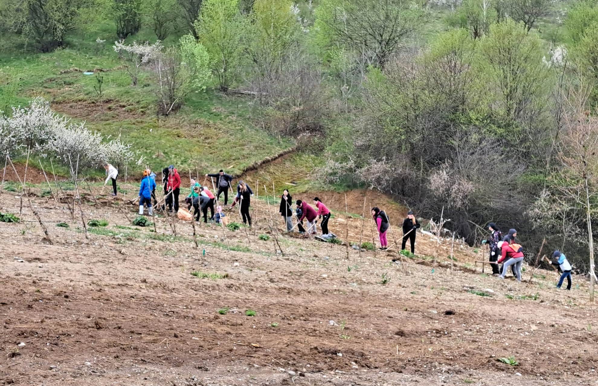foto - peste 500 de puieți plantați de voluntari pe versantul de lângă cel mai nou parc al sibiului