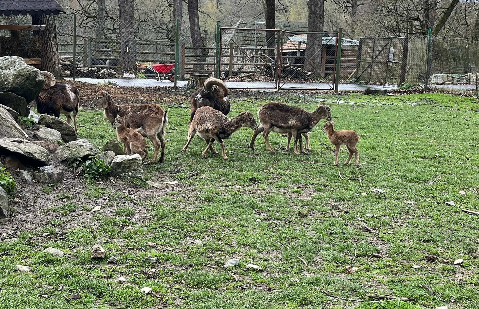 locatari noi la zoo - trei pui de muflon și un vițeluș s-au născut la sibiu