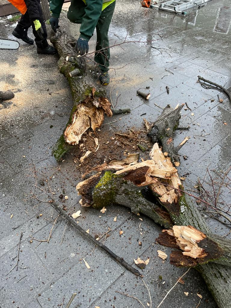 foto: copaci tăiați de pe pietonala bălcescu - primăria spune că riscau să se prăbușească și că va planta alții în loc