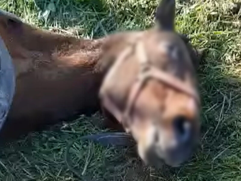 video cal schingiuit și abandonat pe câmp la mediaș - stăpânul l-a hămălit până la epuizare