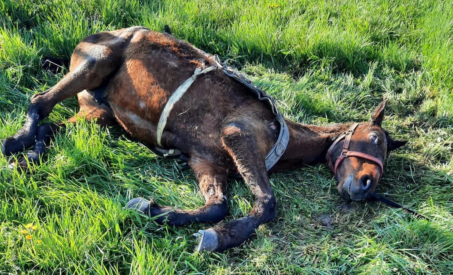 Nordul județului are oficial o Asociație care salvează animalele maltratate și abandonate - „Ne axăm pe cei bolnavi”