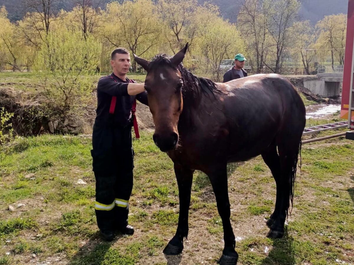 cal căzut într-un lac din orlat - pompierii l-au salvat