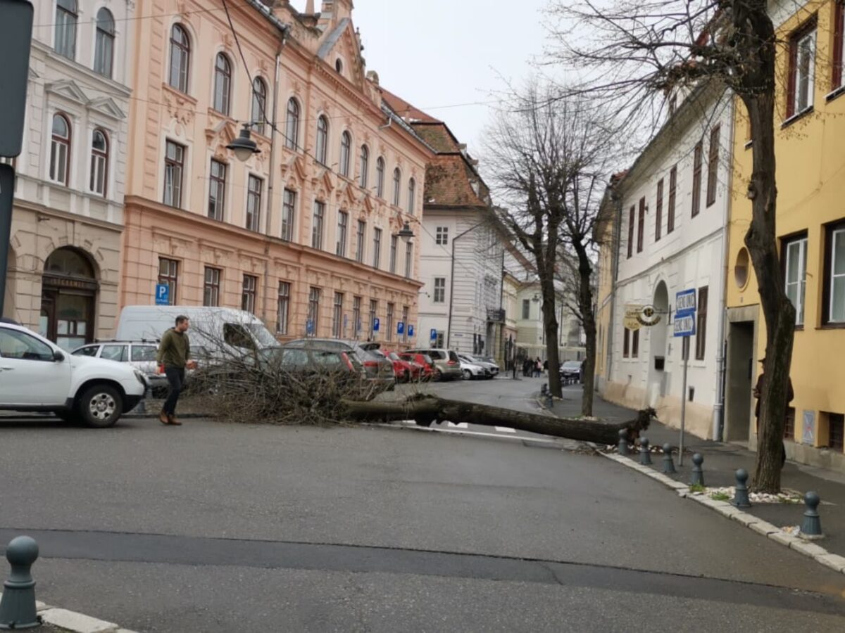 foto primăria explică de ce a tăiat patru copaci de pe magheru -„erau bolnavi” - unul a căzut pe stradă